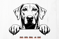 Rhodesian Ridgeback Peeking Dog SVG | Ridgeback Head Clipart Product Image 1