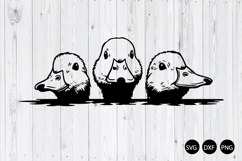 Peeking Three Ducks SVG, Duck SVG, Farmhouse SVG Product Image 1
