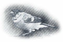 Pencil Sketch Photoshop Action Product Image 4