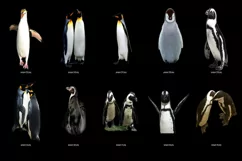 60 PENGUINS TRANSPARENT PNG FILES, ANIMAL PHOTOSHOP OVERLAYS Product Image 3