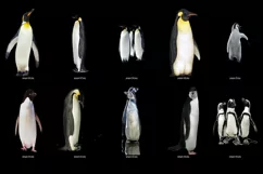 60 PENGUINS TRANSPARENT PNG FILES, ANIMAL PHOTOSHOP OVERLAYS Product Image 2