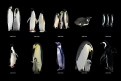 60 PENGUINS TRANSPARENT PNG FILES, ANIMAL PHOTOSHOP OVERLAYS Product Image 7
