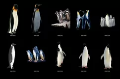 60 PENGUINS TRANSPARENT PNG FILES, ANIMAL PHOTOSHOP OVERLAYS Product Image 6