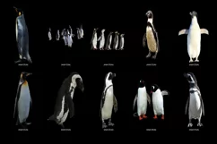 60 PENGUINS TRANSPARENT PNG FILES, ANIMAL PHOTOSHOP OVERLAYS Product Image 5