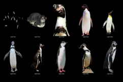 60 PENGUINS TRANSPARENT PNG FILES, ANIMAL PHOTOSHOP OVERLAYS Product Image 4
