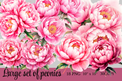 Watercolor Peony Clipart Pink Flower PNG Set Product Image 1