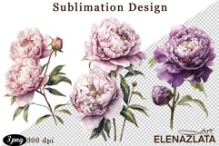 Watercolor Pink Peonies Flowers Clipart Product Image 1