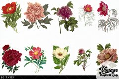 Peony Vintage Floral Botanical Clip Art Product Image 3