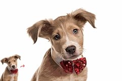 Pet Abstract Paint Photoshop Action Product Image 4