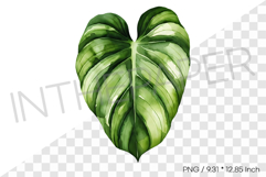 Philodendron Leaf Tropical Summer Clipart Watercolor Illust Product Image 1