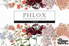 PHlox Vintage Floral Botanical Clip Art Product Image 1