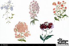 PHlox Vintage Floral Botanical Clip Art Product Image 3