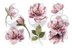 Peonies PNG Flower elements Watercolor Clipart Product Image 5
