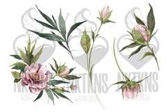 Peonies PNG Flower elements Watercolor Clipart Product Image 4