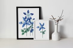 picture  aquilegia flowers watercolor
