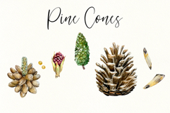 Pine Tree Life Cycle Set Product Image 4