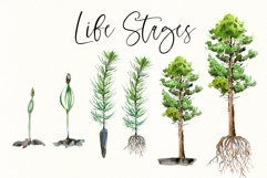 Pine Tree Life Cycle Set Product Image 5