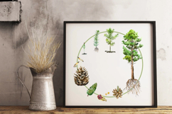 Pine Tree Life Cycle Set Product Image 3