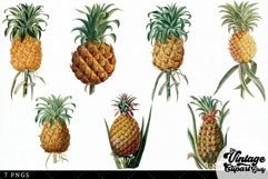 Pineapple Vintage Fruit Botanical Clip Art Product Image 2