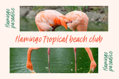 Pink Fields - Modern Handbrush Font Product Image 14