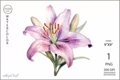 Pink Lily flower PNG clipart|Watercolor lillie| floral Product Image 1
