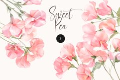 Sweet Pea Floral - Watercolor Floral Clipart Product Image 1