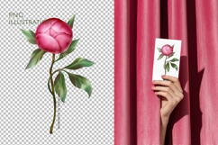 Pink Peony Bud Floral PNG Illustration Product Image 2