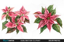Pink Poinsettia Plant Watercolor Clipart Product Image 1