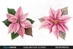 Pink Poinsettia Plant Watercolor Clipart Product Image 1