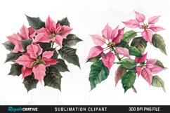 Pink Poinsettia Plant Watercolor Clipart Product Image 1