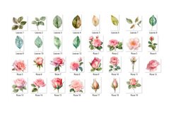 Pink Roses Watercolor Clipart