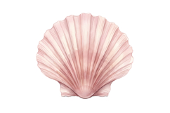 Pink Shell Png| Pink Summer Png Product Image 1