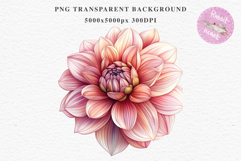 Pink Spring Dahlia Flowers Daisies Pansies Lilies Snapdragon PNG Scrapbooking Art Watercolor Transparent wedding invitation shirt designs romantic digital bloom