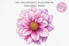 Pink Spring Dahlia Flowers Daisies Pansies Lilies Snapdragon PNG Scrapbooking Art Watercolor Transparent wedding invitation shirt designs romantic digital bloom