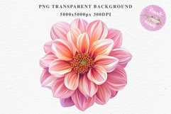 Pink Spring Dahlia Flowers Daisies Pansies Lilies Snapdragon PNG Scrapbooking Art Watercolor Transparent wedding invitation shirt designs romantic digital bloom