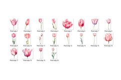 Pink Watercolor Tulip Clipart