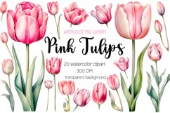 Pink Watercolor Tulip Clipart