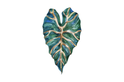 Watercolor Tropical Houseplant Leaves Monstera Product Image 2