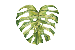 Watercolor Tropical Houseplant Leaves Monstera Product Image 3