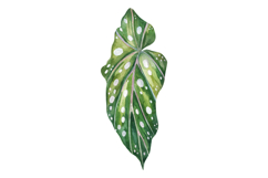 Watercolor Tropical Houseplant Leaves Monstera Product Image 4