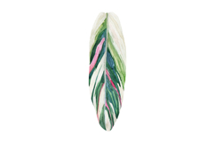 Watercolor Tropical Houseplant Leaves Monstera Product Image 6