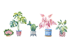 Watercolor Potted Houseplants Monstera Cactus Caladium Product Image 2