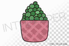 Checkered Pattern Pink Pot Pearl Succulent PNG Plant Clipart Product Image 1
