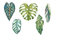 Watercolor Tropical Houseplant Leaves Monstera Product Image 1