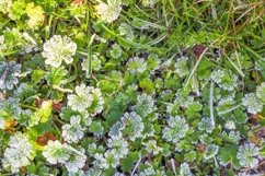 Plants covered with hoar frost at dawn - nature background Product Image 1