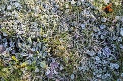 Plants covered with hoar frost at dawn - nature background Product Image 1