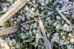 Plants covered with hoar frost at dawn - nature background Product Image 1