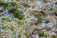 Plants covered with hoar frost at dawn - nature background Product Image 1