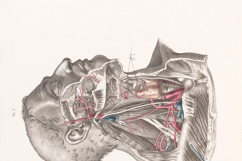Vintage Surgical Anatomy Illustrations Images Bundle Set 1 Product Image 3
