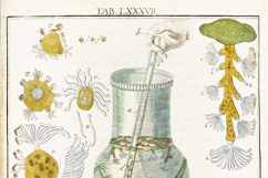 50 Microscope Study Images- Vintage Science Book Pages SET 2 Product Image 3